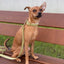 Oliver Dog Collar Walk Set