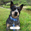 Waterproof Dog Leash