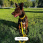 Waterproof Dog Leash