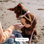 Waterproof Dog Leash