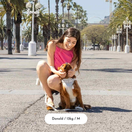Soft Stone Dog Harness Walk Set