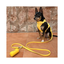 Waterproof Leash, Sunbeam Gold
