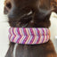 Hertta Dog Collar