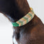 Lenni Dog Collar