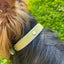 Dog collar Olive