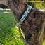 Dog collar Forest Dark Green