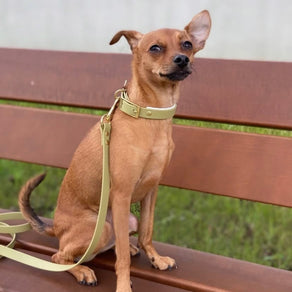 Set de Paseo para Perro con Collar Oliva