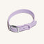 Lavender Dream Dog Collar
