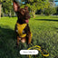 Sunbeam Gold Dog Harness Walk Set